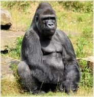 sitting gorilla in the zoo