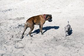 big and small dogs on the sand