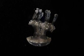 jellyfish on the black background