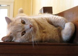 domestic cat with plush fur