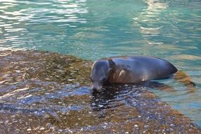 seal on stone in water