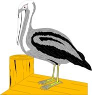 Pelican as a drawing