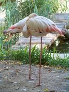 Flamingo hid his head