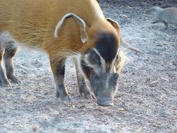 Beautiful and cute Brush Ear Pig