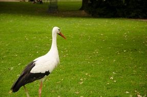 Wild rattle stork walking on the green meadow