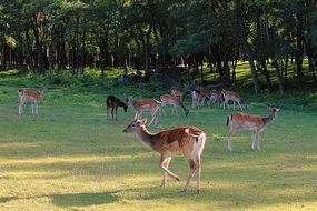 herd of cute colorful deers in a glade in the forest