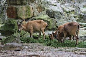 animals with horns near stones