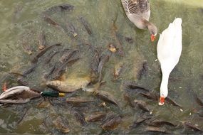 Birds in the lake