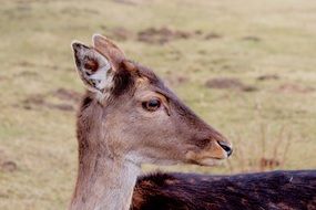 deer head close up on a field background