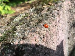 little ladybug on stone