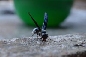 Wasp close-up