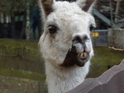 llama head close up