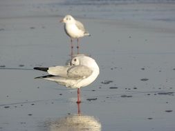 seagull is mirrored in water