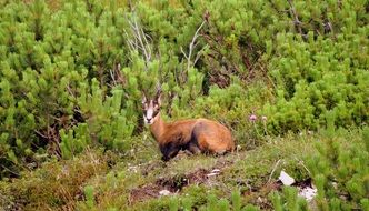 delightful Chamois Mountain Animal