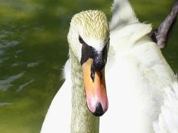 Wet beautiful swan on the river