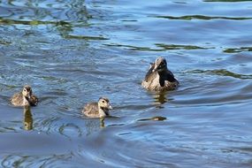 duck with ducklings on water close up