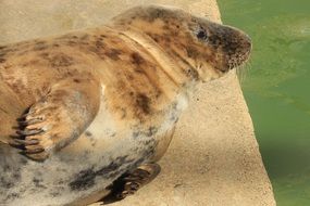 basking seal in zoo