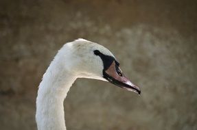 profile portrait of a wild swan