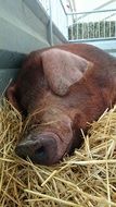 Duroc or Sus scrofa domesticus