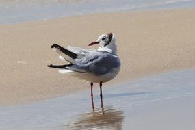 seagull stands on sand in water