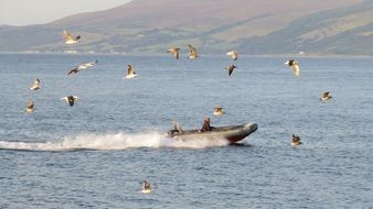 Sea Boot Gulls Swarm