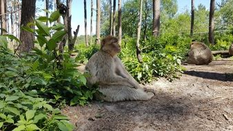 monkeys in the wild park
