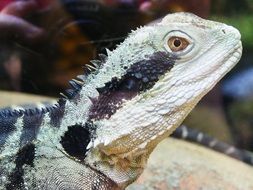 unique Lizard Iguana