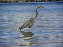 blue heron stands in the water