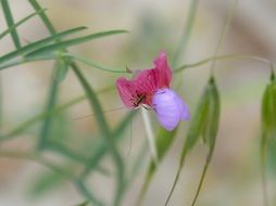 tiny grasshopper on a wildflower
