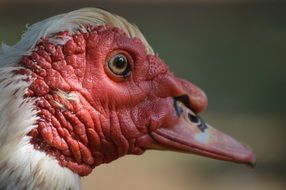 red head duck closeup