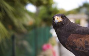 beautiful and cute Aguila Bird