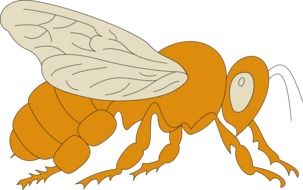 graphic image of an orange insect