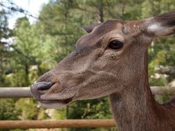 photo of brown deer head