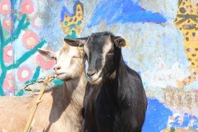 goats stand near the wall with graffiti