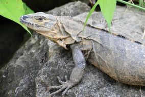 lizard on a stone under green leaves