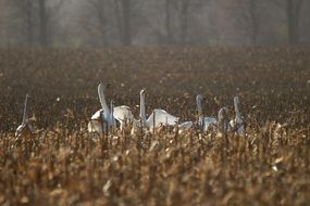 wild whopper swans in late autumn