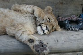 sleeping lion on a log closeup