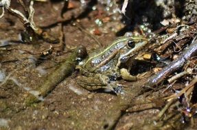 Frog Gerardo