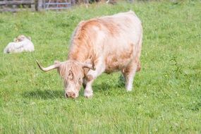 highland-rinder cattle on a green meadow