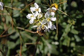 bees collect nectar from white flowers