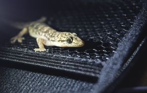 lizard on a rug in a car
