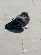 pigeon on the pavement on a sunny day