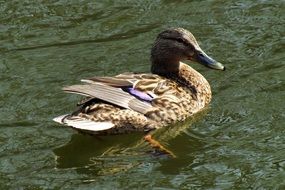 mallard is a waterfowl