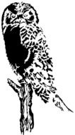 Owl Bird Perching Sitting drawing