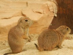 Prairie Dogs