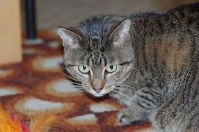 calm relaxed cat