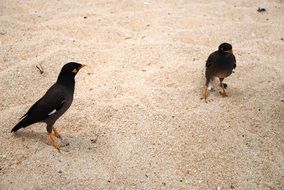 black birds on the sand
