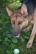 Purebred German Shepherd looking up
