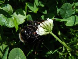 hardworking bee on the clover