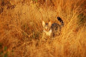 tiger tomcat hiding in grass
